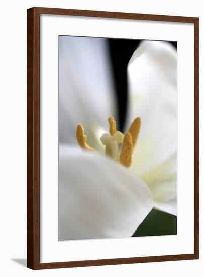 White Tulip-Tammy Putman-Framed Photographic Print