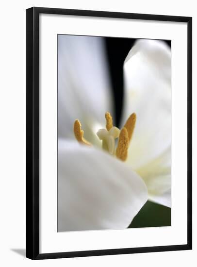 White Tulip-Tammy Putman-Framed Photographic Print