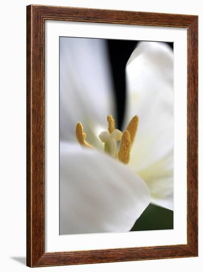 White Tulip-Tammy Putman-Framed Photographic Print