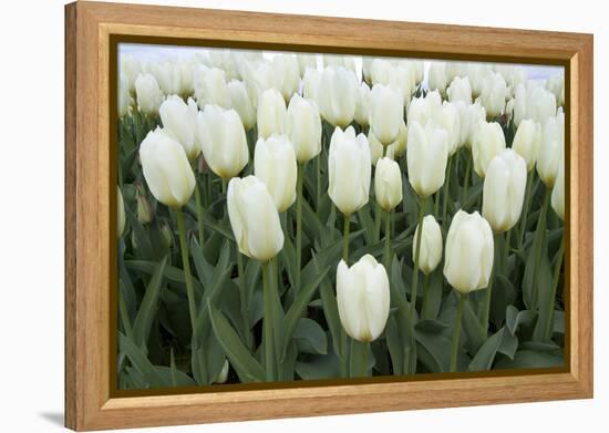 White Tulips I-Dana Styber-Framed Premier Image Canvas