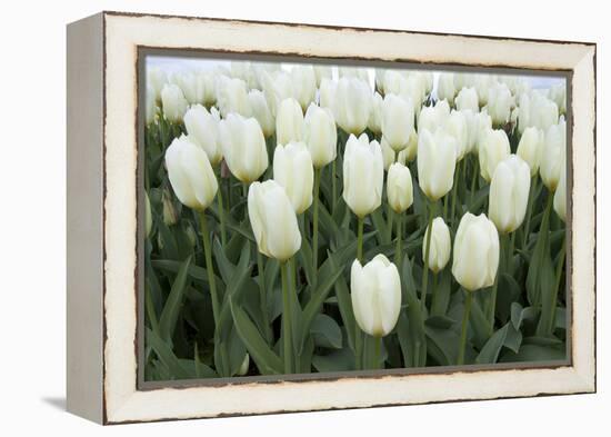 White Tulips I-Dana Styber-Framed Premier Image Canvas