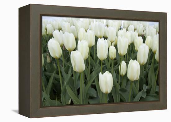 White Tulips I-Dana Styber-Framed Premier Image Canvas