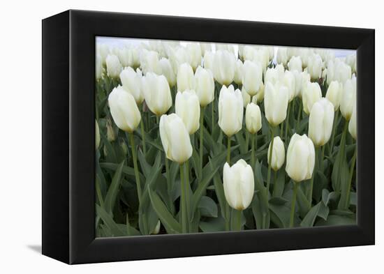 White Tulips I-Dana Styber-Framed Premier Image Canvas