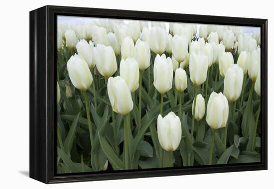 White Tulips I-Dana Styber-Framed Premier Image Canvas