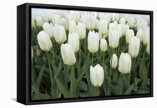 White Tulips I-Dana Styber-Framed Premier Image Canvas