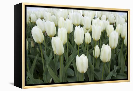 White Tulips I-Dana Styber-Framed Premier Image Canvas