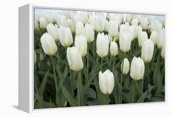 White Tulips I-Dana Styber-Framed Premier Image Canvas