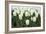 White Tulips I-Dana Styber-Framed Photographic Print