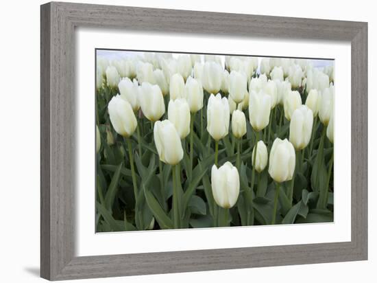 White Tulips I-Dana Styber-Framed Photographic Print