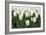 White Tulips I-Dana Styber-Framed Photographic Print