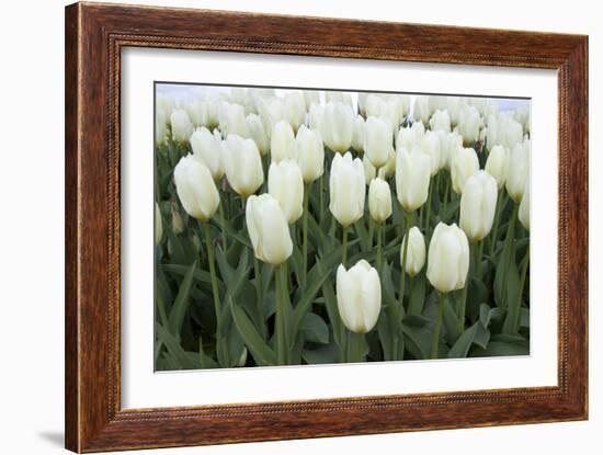 White Tulips I-Dana Styber-Framed Photographic Print