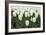 White Tulips I-Dana Styber-Framed Photographic Print