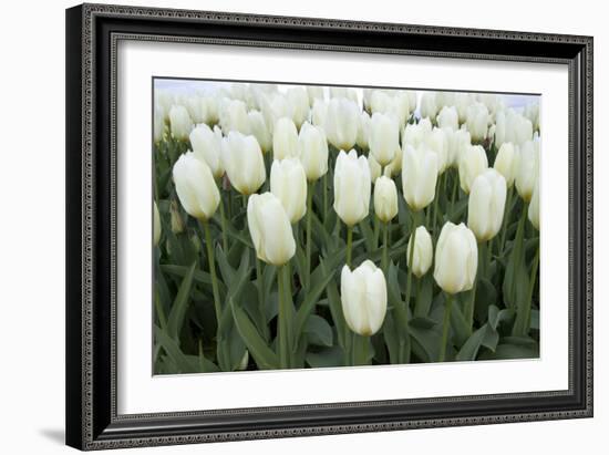 White Tulips I-Dana Styber-Framed Photographic Print