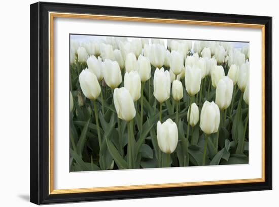 White Tulips I-Dana Styber-Framed Photographic Print