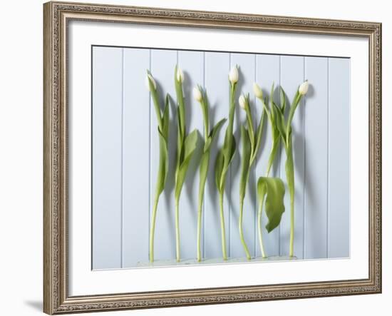 White Tulips in a Row-null-Framed Photographic Print