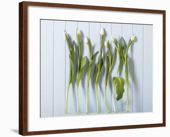 White Tulips in a Row-null-Framed Photographic Print