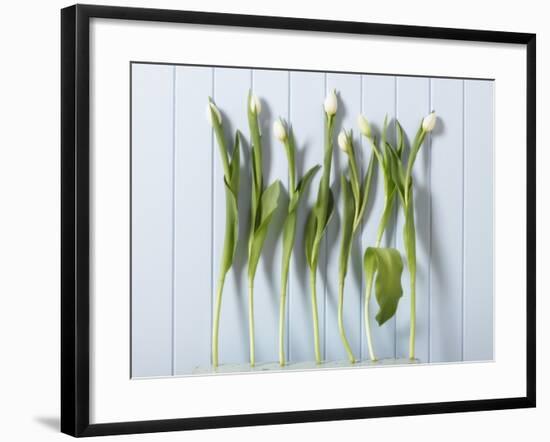 White Tulips in a Row-null-Framed Photographic Print