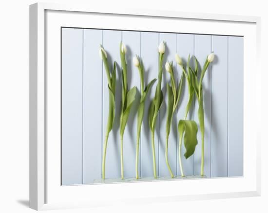 White Tulips in a Row-null-Framed Photographic Print