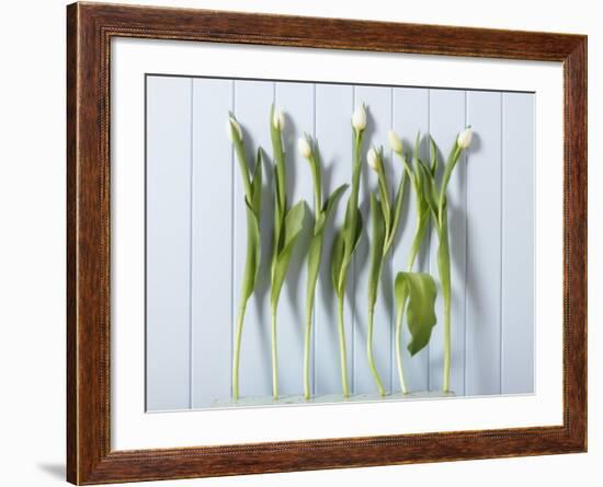 White Tulips in a Row-null-Framed Photographic Print