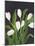 White Tulips on Black (1)-Pamela Munger-Mounted Art Print