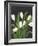 White Tulips on Black (1)-Pamela Munger-Framed Art Print