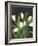 White Tulips on Black (1)-Pamela Munger-Framed Art Print