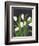 White Tulips on Black (1)-Pamela Munger-Framed Premium Giclee Print