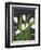 White Tulips on Black (1)-Pamela Munger-Framed Premium Giclee Print