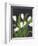 White Tulips on Black (1)-Pamela Munger-Framed Premium Giclee Print