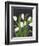 White Tulips on Black (1)-Pamela Munger-Framed Premium Giclee Print