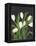 White Tulips on Black (1)-Pamela Munger-Framed Stretched Canvas