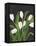 White Tulips on Black (1)-Pamela Munger-Framed Stretched Canvas