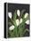 White Tulips on Black (1)-Pamela Munger-Framed Stretched Canvas