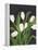 White Tulips on Black (1)-Pamela Munger-Framed Stretched Canvas