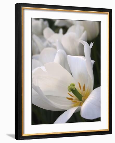 White Tulips-Anna Miller-Framed Photographic Print