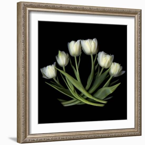 White Tulips-Magda Indigo-Framed Photographic Print