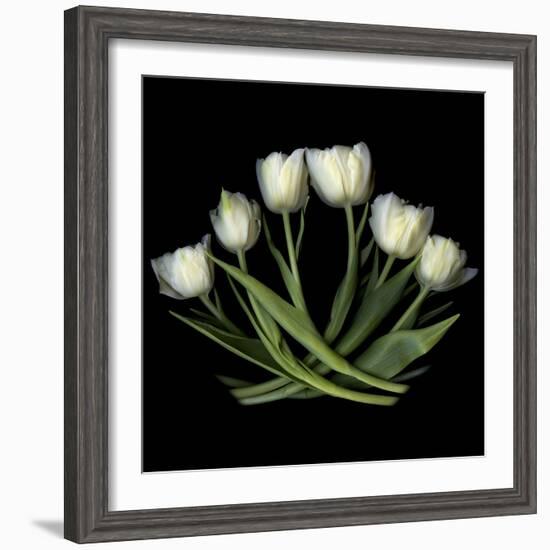 White Tulips-Magda Indigo-Framed Photographic Print