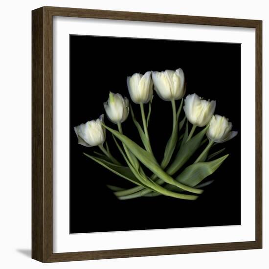 White Tulips-Magda Indigo-Framed Photographic Print