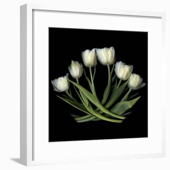 White Tulips-Magda Indigo-Framed Photographic Print