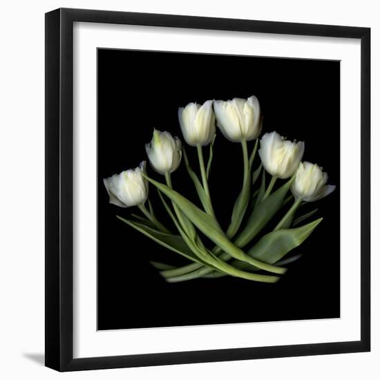 White Tulips-Magda Indigo-Framed Photographic Print