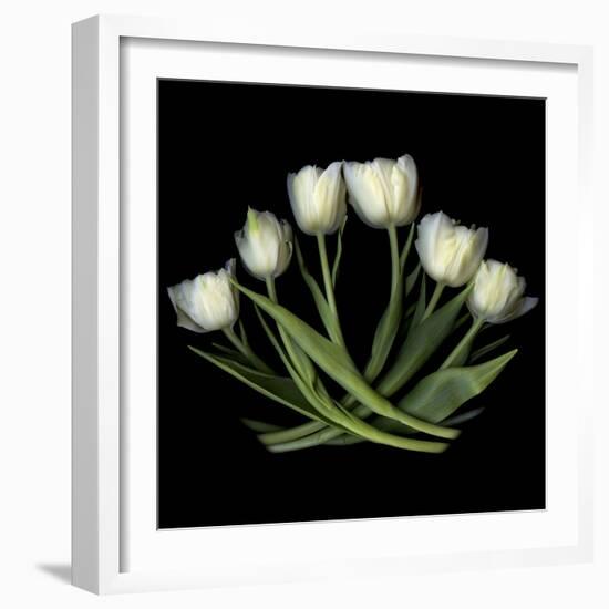 White Tulips-Magda Indigo-Framed Photographic Print