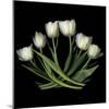 White Tulips-Magda Indigo-Mounted Photographic Print