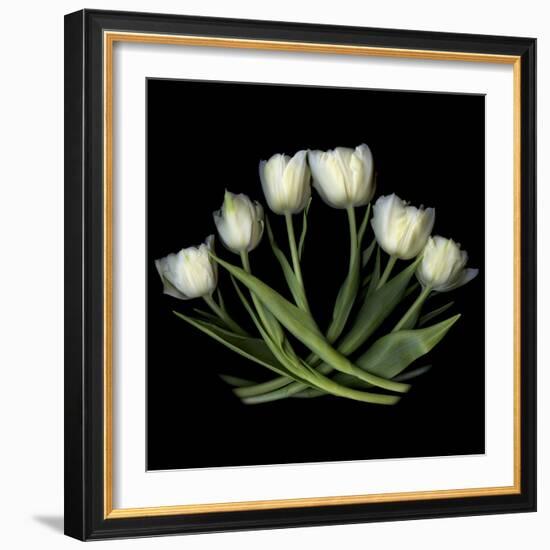 White Tulips-Magda Indigo-Framed Photographic Print