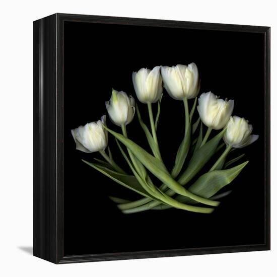 White Tulips-Magda Indigo-Framed Stretched Canvas