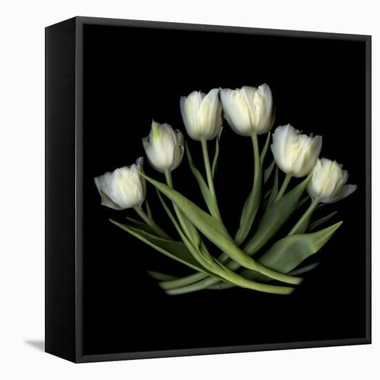 White Tulips-Magda Indigo-Framed Stretched Canvas