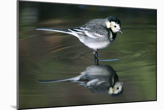White Wagtail-Colin Varndell-Mounted Photographic Print