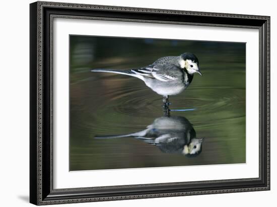 White Wagtail-Colin Varndell-Framed Photographic Print