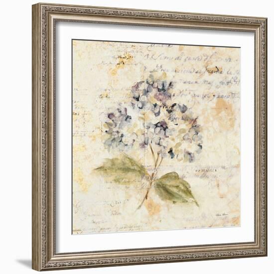 White Wash Hydrangea-Cheri Blum-Framed Art Print