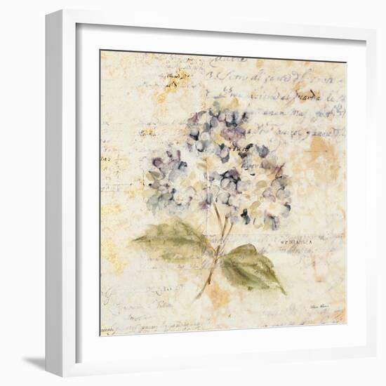 White Wash Hydrangea-Cheri Blum-Framed Art Print