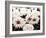 White Washed Garden-Emily Navas-Framed Art Print